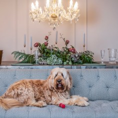 Charlton Crystal Chandelier