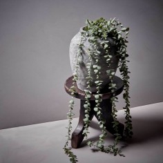 Eucalyptus Trailing