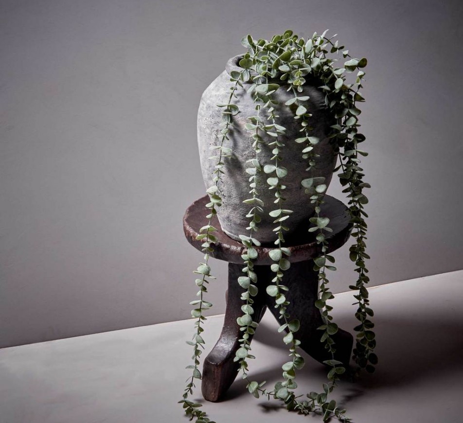 Eucalyptus Trailing