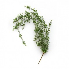 Eucalyptus Trailing