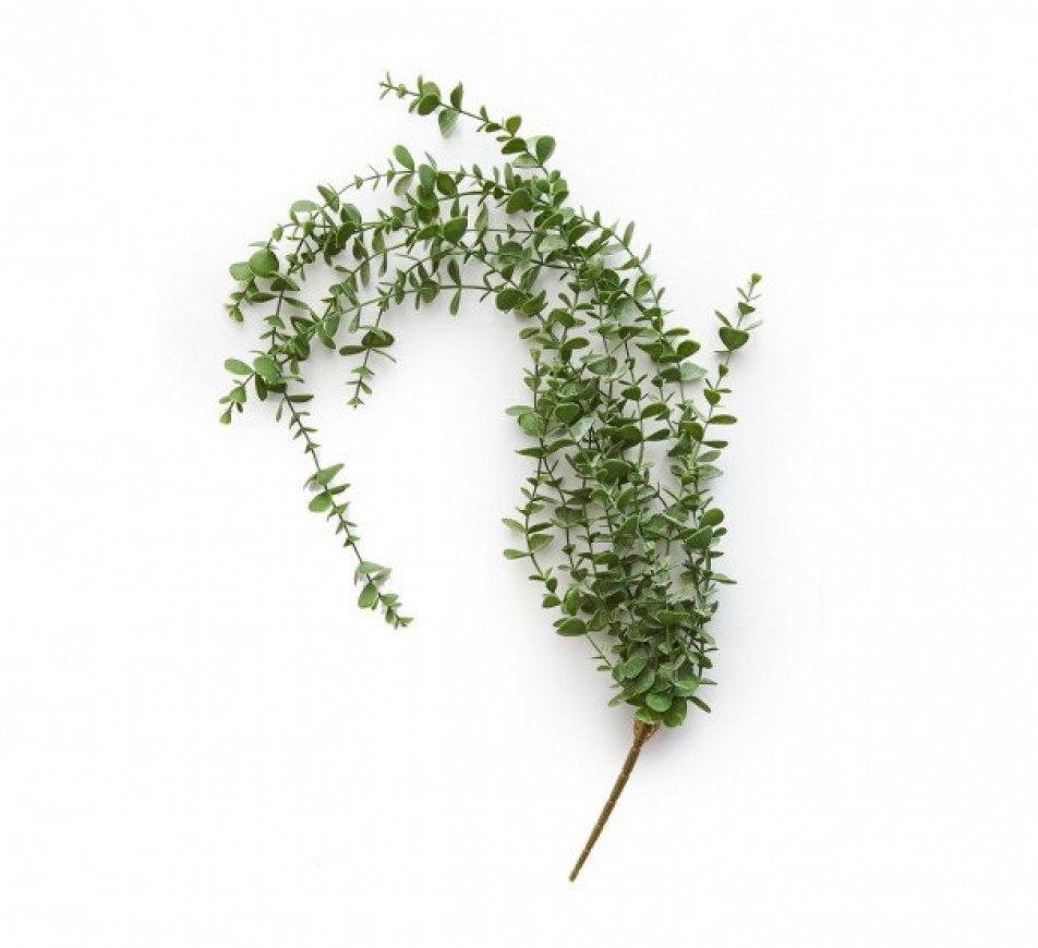 Eucalyptus Trailing