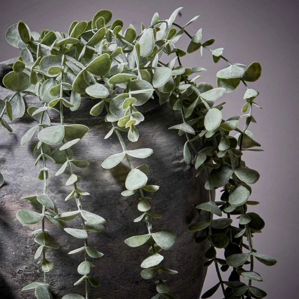 Eucalyptus Trailing